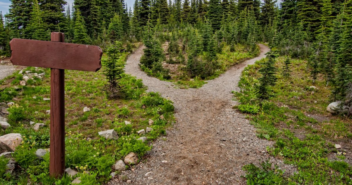 photo of pathway surrounded by fir trees